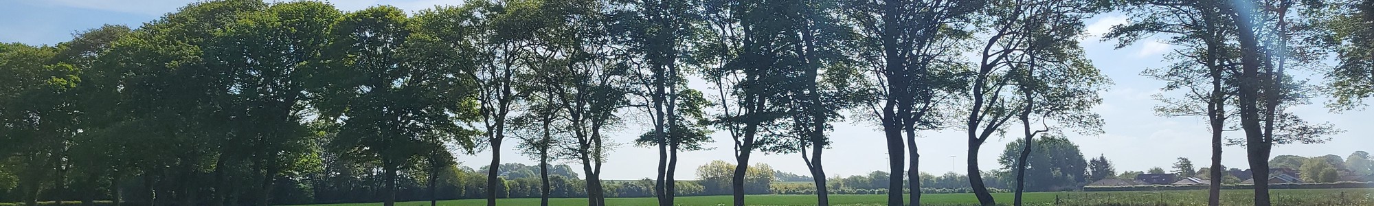 Bredal Birch 2
